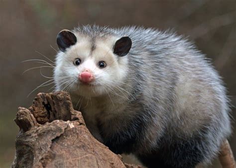 show me pictures of possums: How do possums navigate their unique nocturnal world?